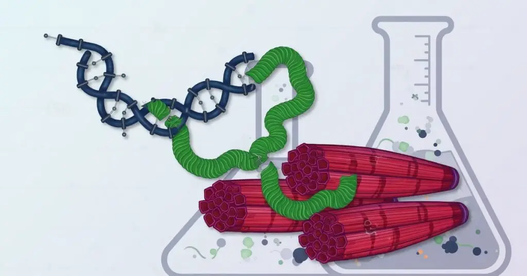muscle growth peptide protocol — 56. muscle growth peptide protocol — 56. Muscle Growth Peptide