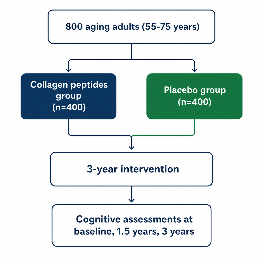 Flowchart diagram showing study design of 800 aging adults randomized to collagen peptides or placebo over 3 years.