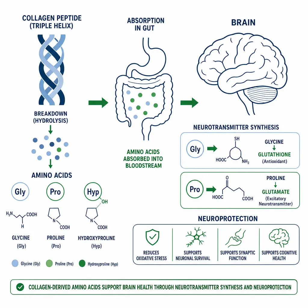 Molecular diagram showing proposed mechanism of collagen peptides supporting brain health via amino acid precursors.