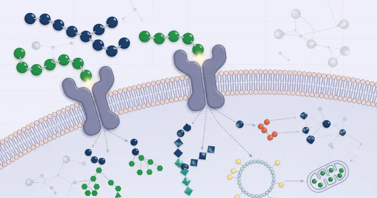 peptide therapy work guide — How Do Peptides Work in the Body? Mechanisms, Benefits & Safety Guide