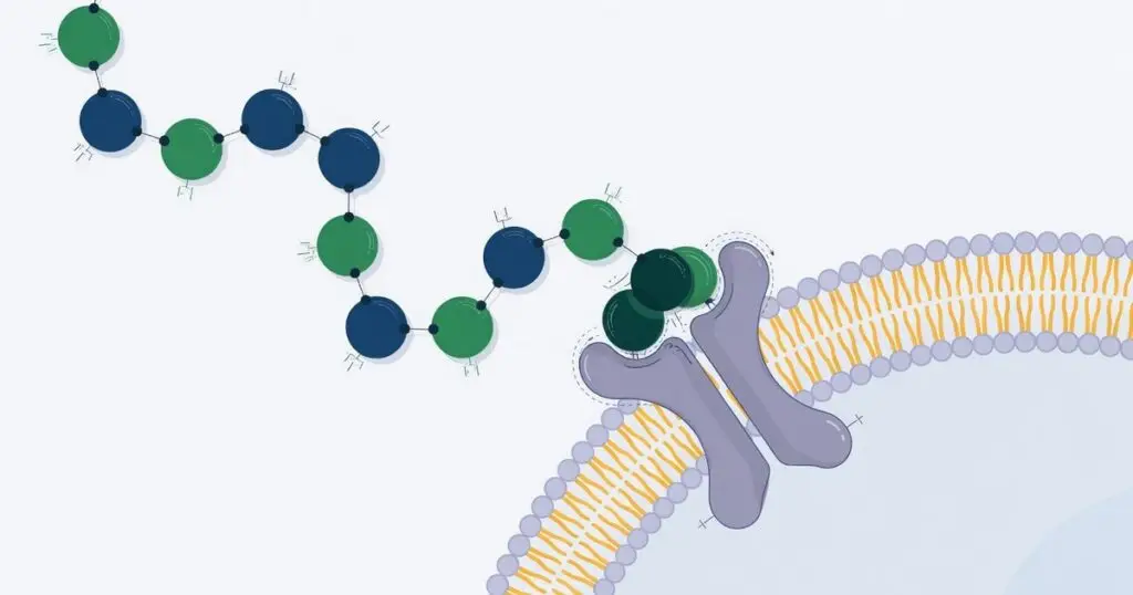 peptides work — How Peptides Work: A Plain-English Explainer