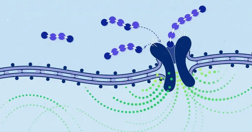 peptides work — How Peptides Work: The Science Behind Cell Signaling