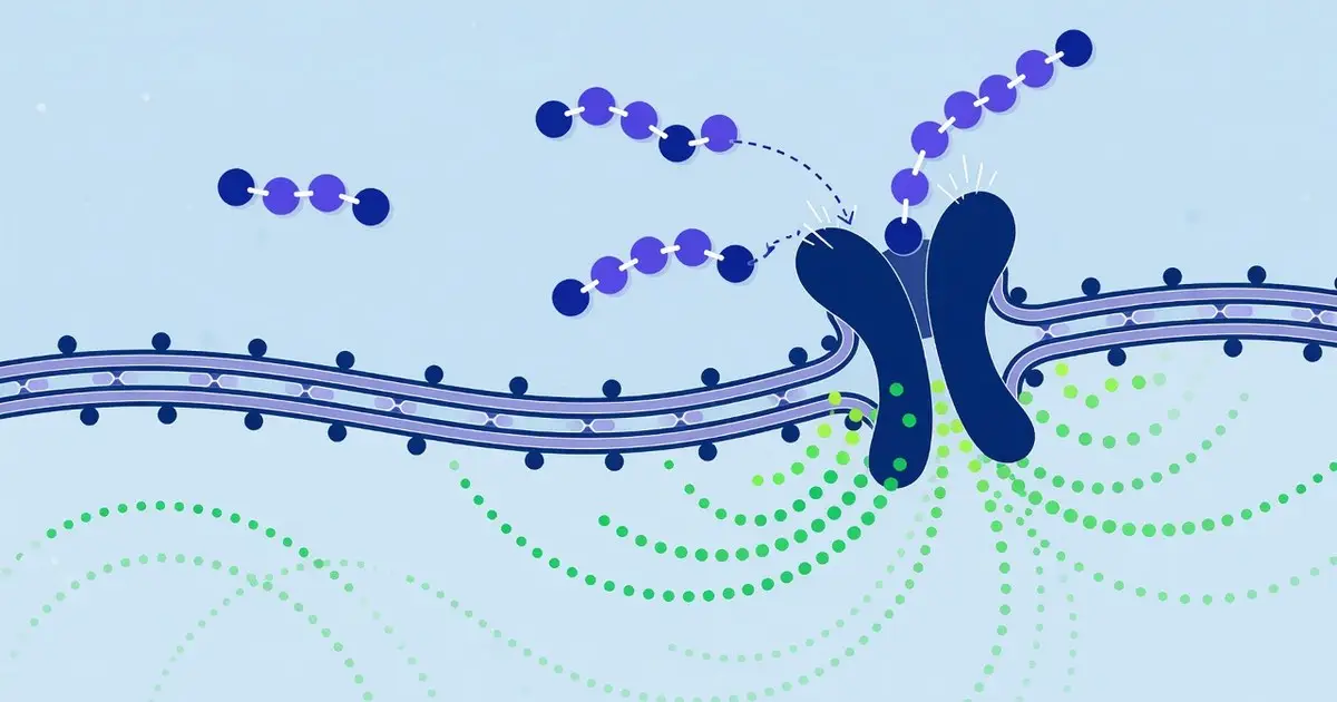 peptides work — How Peptides Work: The Science Behind Cell Signaling