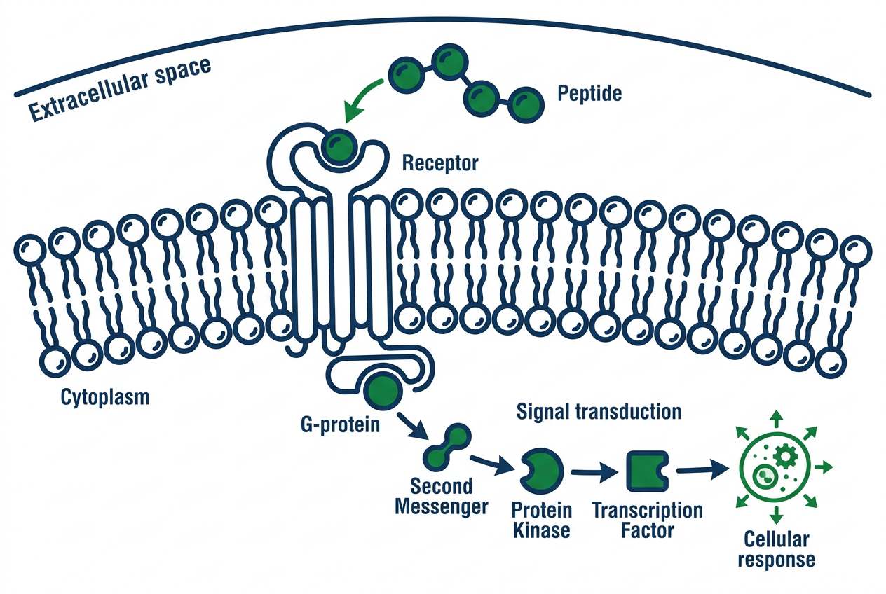 Infographic diagram showing how peptides work at the cellular level via receptor binding and signaling pathways.