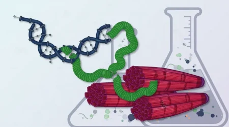 muscle growth peptide protocol — 56. muscle growth peptide protocol — 56. Muscle Growth Peptide