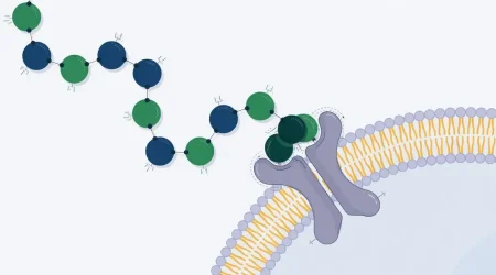 peptides work — How Peptides Work: A Plain-English Explainer